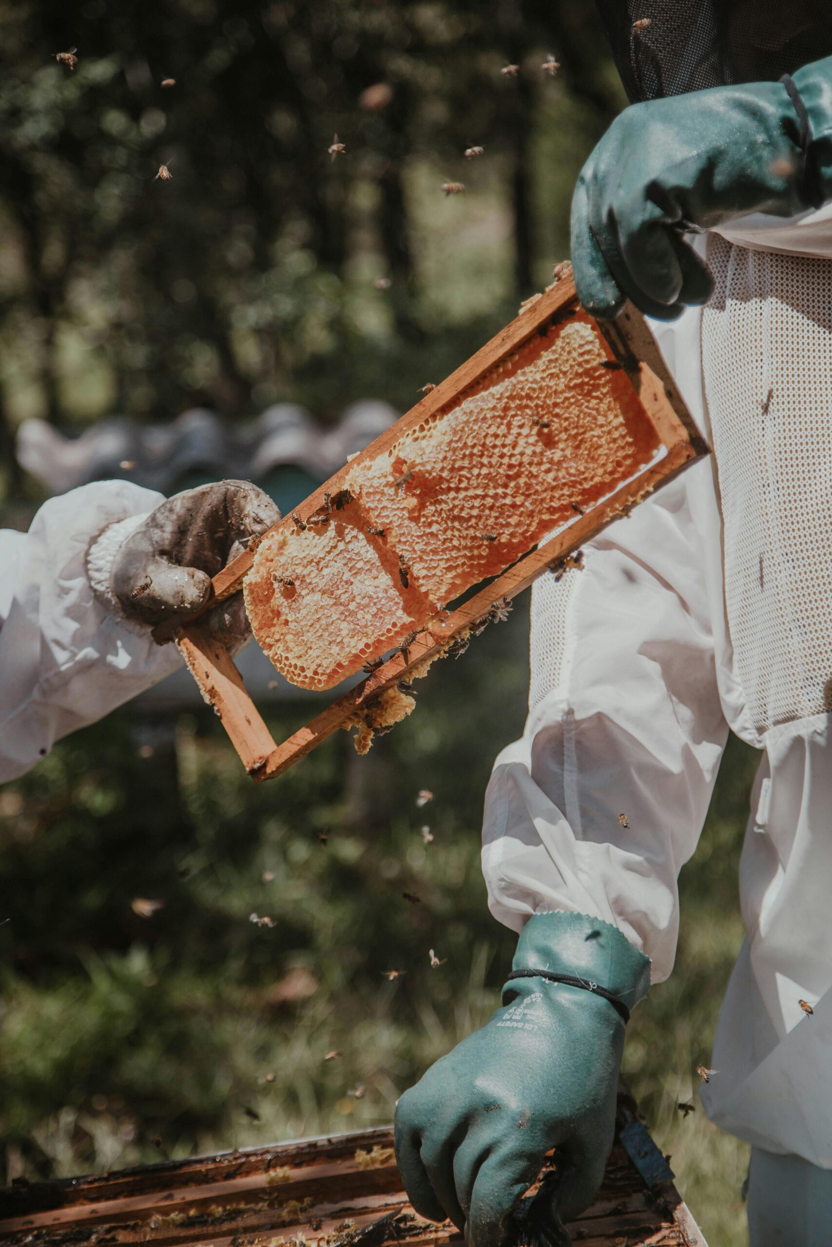 Two beekeepers examine a honey-filled honeycomb frame in an outdoor setting, ensuring safety with protective gear.