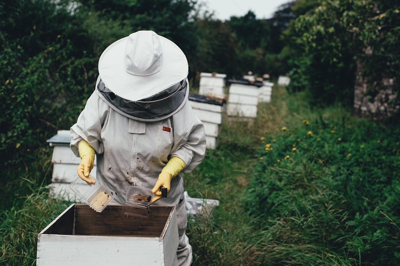 apiary, bee, bee farm, beehive, nature, beeswax, garden, harvest, honey, honeycomb, lid, outdoors, people, protective gear, summer, vegetation, bee keeper, world bee day