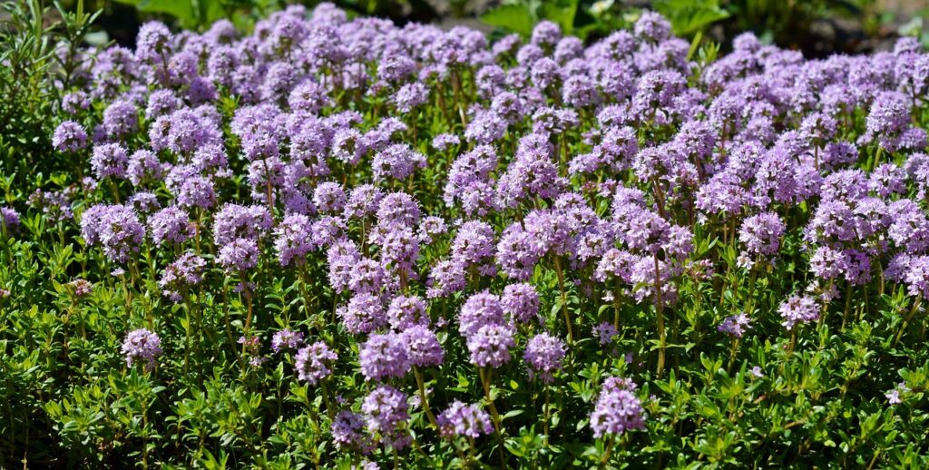 thyme, thymus serpyllum, blossom, bloom, violet, thyme, thyme, thyme, thyme, thyme, thymus serpyllum, thymus serpyllum