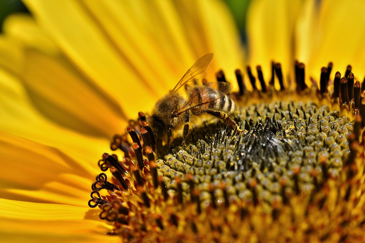 insect, bee, entomology, pollination, honey bee, sunflower, pollinate, flora, blossom, bloom