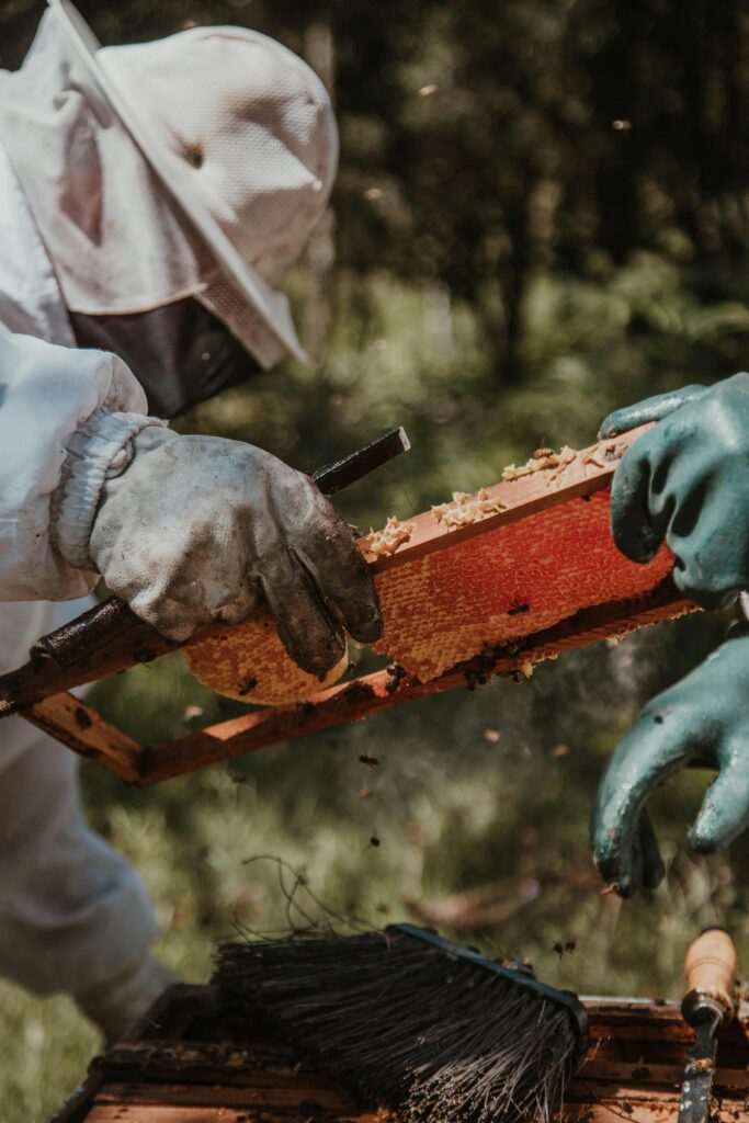 Two beekeepers working outdoors, extracting honeycomb from a beehive in sunlight.