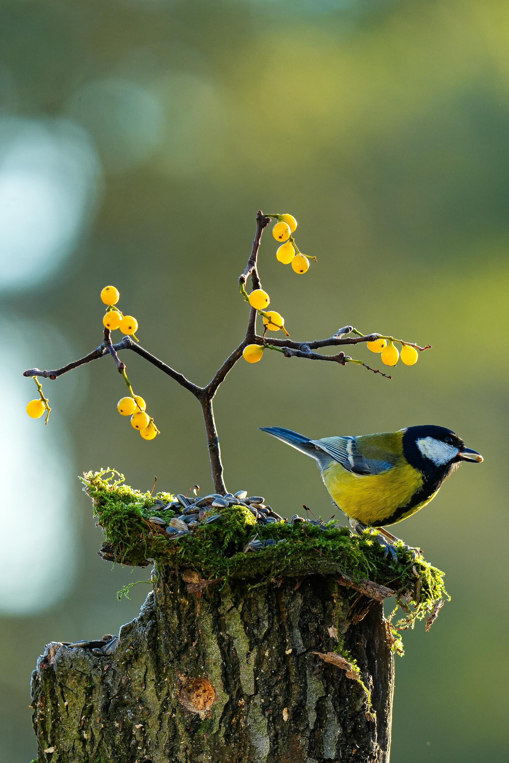 A great tit on a tree stump with yellow berries against a soft, blurred background.